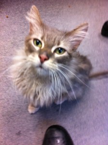 Annie when she first came to me, as a rescue from a very harsh winter - 2014