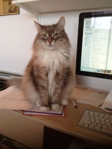 Annie in 2015. A beauty!