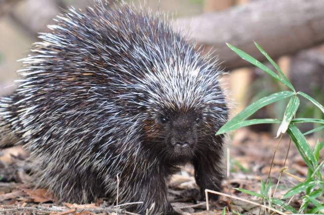 porcupine