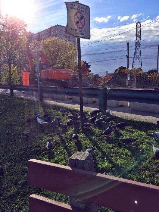 Pigeon potluck