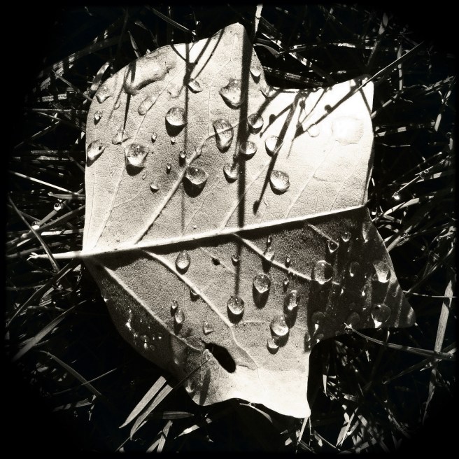 Water drops (tears?) on leaf, on ground.