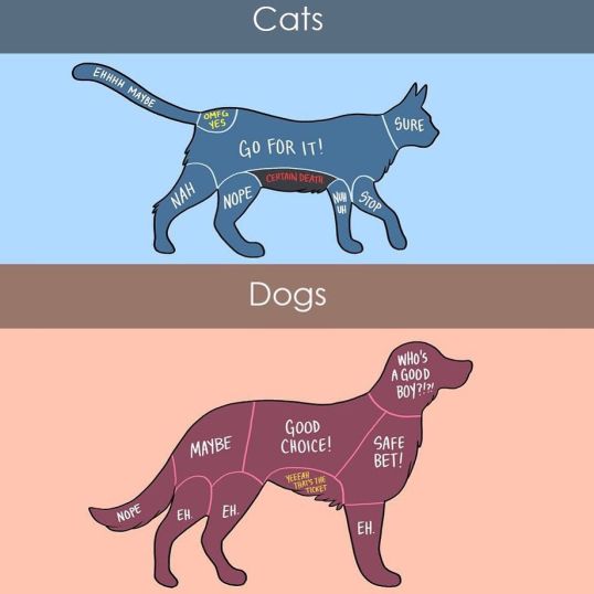 Cat+dog-petting-toon