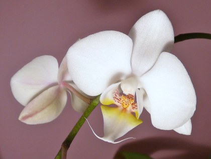 White orchid
