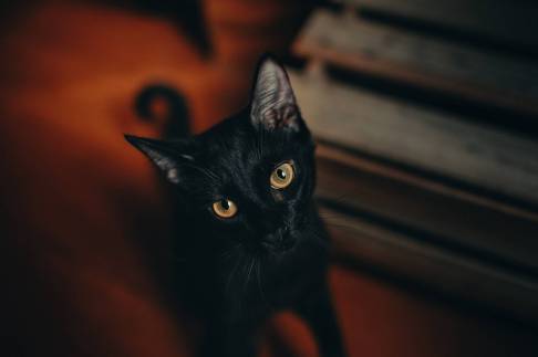 close up photography of black cat