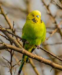 bright parakeet resting on tree twig in daylight